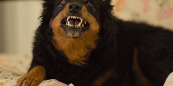 Rabies - A Global Killer That Dog Jabs Can Eliminate