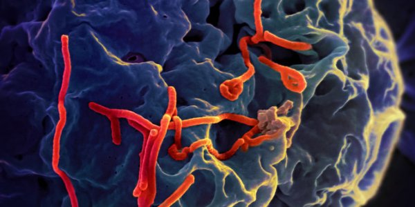 Mutating Ebola Viruses Not As Scary As Evolving Ones