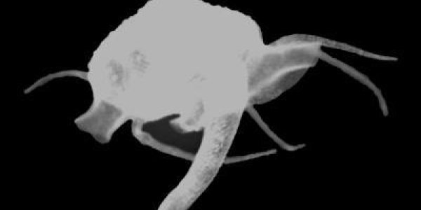 Waldo Arthuri: New Alien-like Species Of Clam Discovered Off California Coast