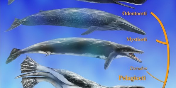 Ancient Whales ... With Back Legs