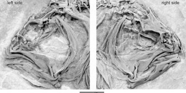 Flatfish Fossils Fill Evolutionary Gap (like why it has two eyes on one side of its head)