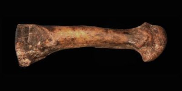 Australopithecus Afarensis: Lucy Had Foot Arches?
