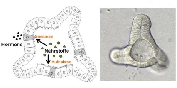 Mini-intestine Grown In A Test Tube