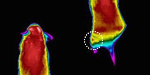 Reducing Energy Efficiency Boosts Calorie Burning In Muscle