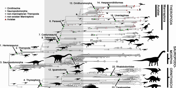 Evolving By Shrinking: How Dinosaurs Became Birds
