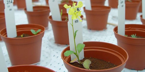 Human Moon Colony: Boldly Grow Where No Man Has Grown Before