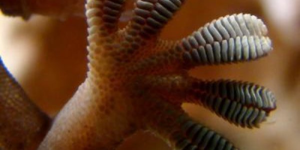 How Geckos Turn Their Stickiness On And Off