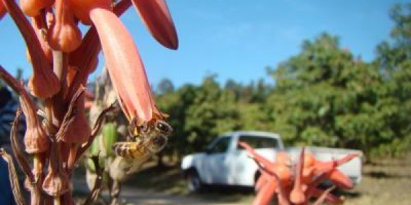 Old School: Small Patches Of Native Plants Boost Pollination In Large Orchards
