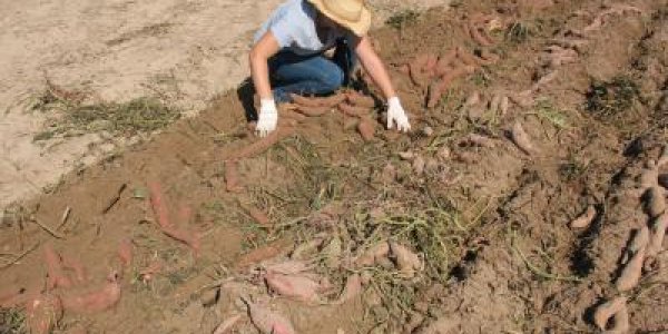 Optimizing Sweet Potatoes - People Want Uniform, Medium-Sized And No Blemishes