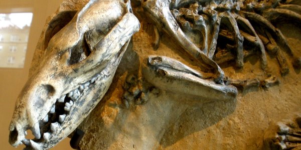 LOLDinosaur? Extinct Kitten-Sized Predator Discovered