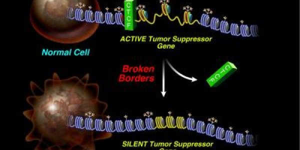 When It Comes To Genomes, Good Fences Make Good Neighbors