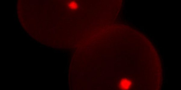 FBL17 Discovery  - The Gene Behind ‘Plant Sex Mystery’