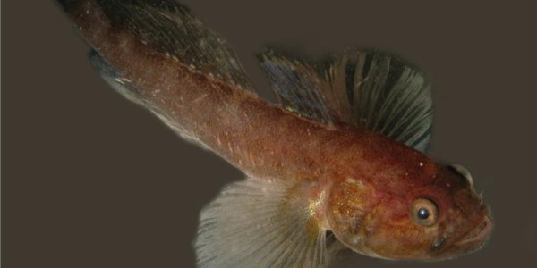 Benguela-Goby: The Fish That Lives In Poison