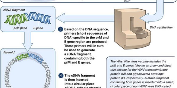 DNA Vaccines: The Future Of Disease Control