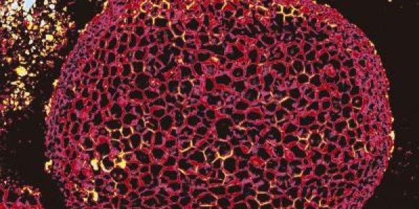 Not So Far Out:  Did An Asteroid Kill The Woolly Mammoths?