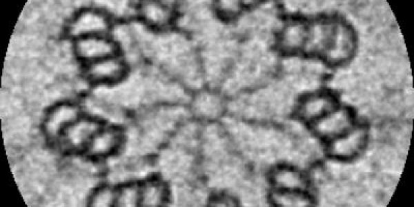 Beyond Genes: Centrioles As Carriers Of Biological Information