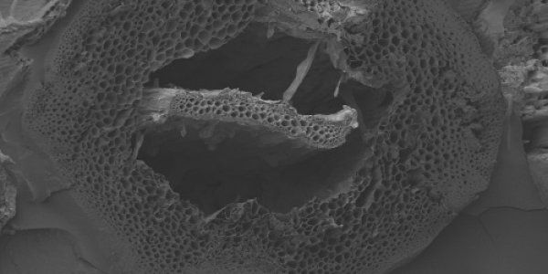 Biofuels Research Makes A Plant Evolution Discovery