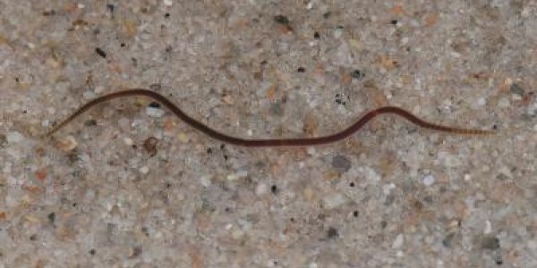 Lumbriculus Variegatus - If One Worm Frequently Using In The Lab Was Actually Two Species ...