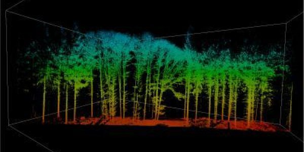 Trees Love Climate Change