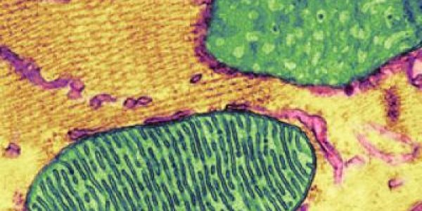 98 Year Old Drug Suramin Reverses Autism-Like Symptoms In Mice