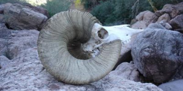 Prehistoric Poop Reveals Early Holocene Bighorn Sheep On Tiburon Island