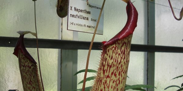 Nature has plants that eat insects