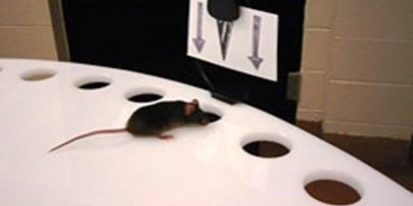 Green Tea Extract, Exercise Slow Alzheimer's Disease In Mice