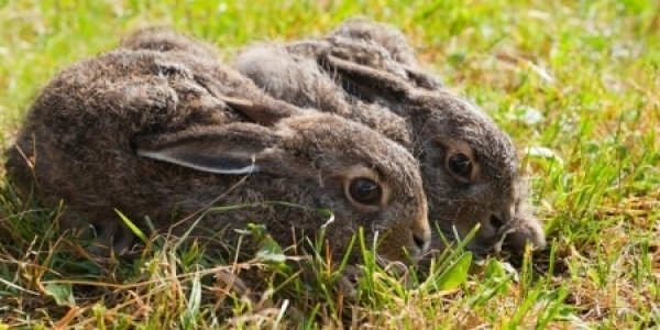 How Wild Rabbits Genetically Became Tame Ones