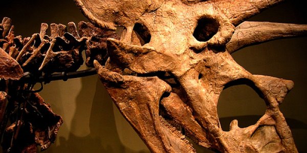 Titanoceratops - giant dinosaur from New Mexico