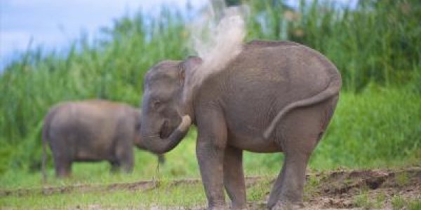 Bornean Elephant: Endangered Species Conservation Gets Some Genomics