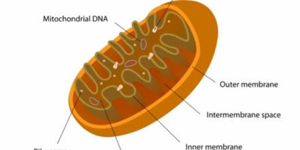The Most Promising Antioxidant You Never Heard Of