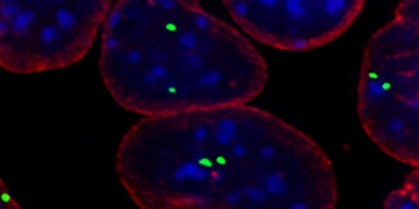 Oct4 Gene Copies Pair Up In Mammalian Cells