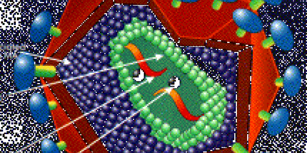 HIV Vaccine From Gene Therapy?