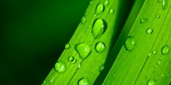 The Plant "Brain" 3: Defense, Avoiding Predators, Attracting Insects, Timed Gene Synthesis