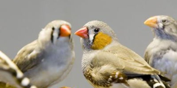 Malleable Brains - Social Acts Alter Gene Expression, Says Study