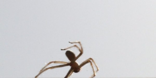 Cebrennus Rechenbergi - New Spider Species Rolls Like A Tumbleweed And Flips Like An Acrobat