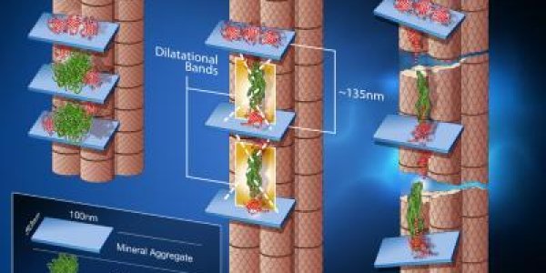 Broccoli Battles Brittle Bones