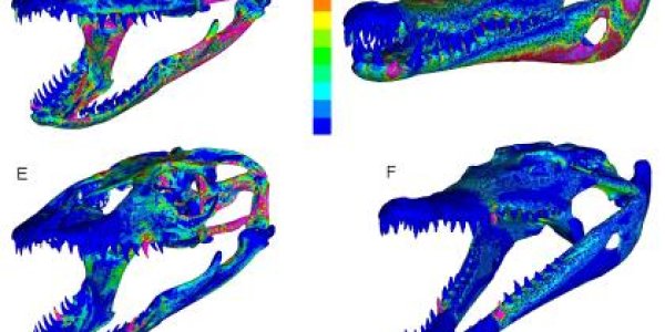 Komodo Dragon Tooth-Venom Arsenal, Not Bacteria, Makes It Deadly