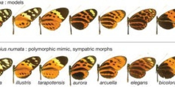 Supergenes And Butterfly Mimicry