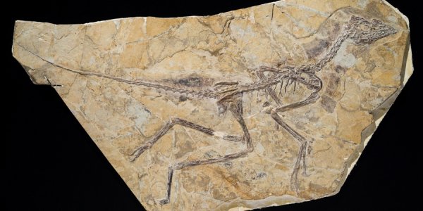 The Earliest Bird: How A Toe Bone Can Change History