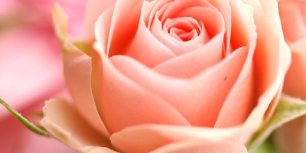 Suffering Joints?  Stop and Smell the Roses