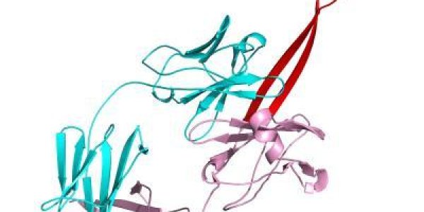 Cows Moove Our Understanding Of The Immune System