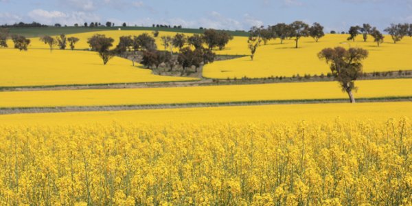 Can You Really Be GMO-Free?  Europe's Moral Dilemma