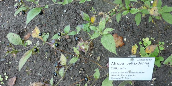 Atropa bella-donna gives atropine