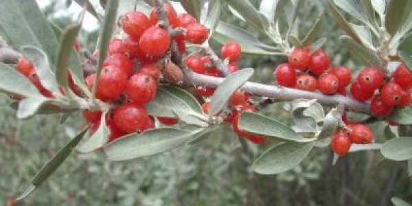 Calling Dr. Oz: Buffaloberry Could Be Your Next Miracle Fruit