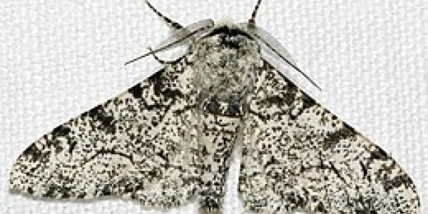 Peppered moth