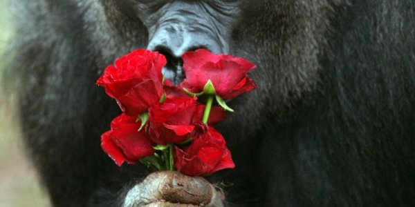 Wildlife Photographer Creates Animal Magic
