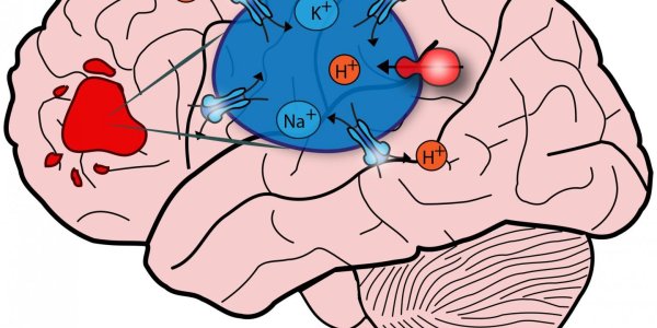 Faults In Same Protein? What Autism Can Teach Us About Brain Cancer