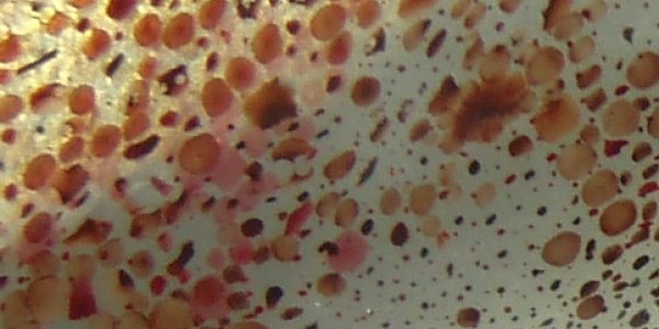 Why Is Squid Skin So Complicated, Anyway?