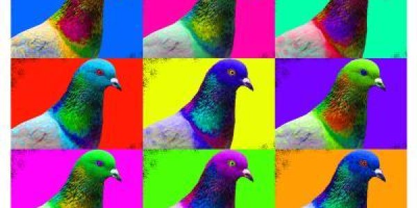 Research On Pigeon Color Reveals Mutation Hotspot
